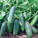 &#39;How to grow &quot;Ekol&quot; cucumbers on your plot