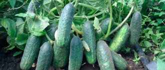 &#39;How to grow &quot;Ekol&quot; cucumbers on your plot