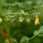 How to grow tomatoes - care, planting, subtleties and nuances