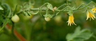 How to grow tomatoes - care, planting, subtleties and nuances