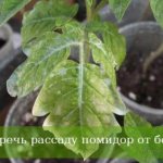 How to grow tomato seedlings at home (step-by-step instructions), photos, videos, when to sow tomatoes for seedlings in 2019