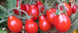 'Как вырастить самостоятельно на своем участке невероятно красивый и вкусный томат "Матрешка"' width="800