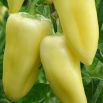 &#39;How to grow sweet peppers &quot;Snowfall&quot;