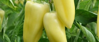 &#39;How to grow sweet peppers &quot;Snowfall&quot;