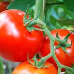 &#39;How to grow a tomato &quot;Nadezhda f1&quot;: fast-growing, early-ripening and pleasing with a rich harvest&#39; width=&quot;800