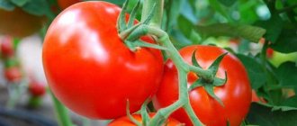 &#39;How to grow a tomato &quot;Nadezhda f1&quot;: fast-growing, early-ripening and pleasing with a rich harvest&#39; width=&quot;800