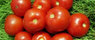 'Как вырастить томат "Волгоградский скороспелый 323