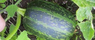 &#39;How to grow the Gribovskaya bush pumpkin: secrets of agricultural technology&#39; width=&quot;800