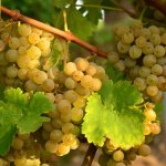Как вырастить виноград из черенков?