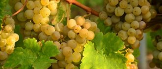 How to grow grapes from cuttings?