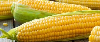 Какая нужна кукуруза для попкорна: выбираем подходящий сорт, обрабатываем зерна и готовим их в домашних условиях