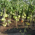 Какая почва и условия для выращивания нужны помидорам