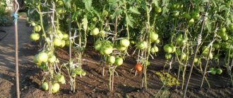 What soil and growing conditions do tomatoes need?
