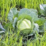What is the best way to use green manure after cabbage in the fall?