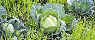 What is the best way to use green manure after cabbage in the fall?