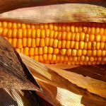 Какие витамины содержатся в кукурузе