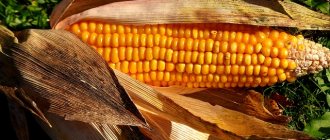 What vitamins are contained in corn?