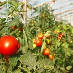 How and how often to water tomatoes in a greenhouse: advice from experienced farmers to get a bountiful harvest