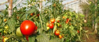 How and how often to water tomatoes in a greenhouse: advice from experienced farmers to get a bountiful harvest