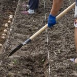 What is the distance between rows when planting potatoes?