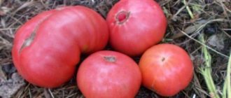 &#39;What yield can you expect from the Honey tomato?