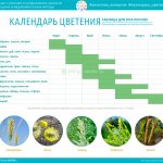 Flowering calendar for allergy sufferers in the South of Russia