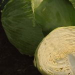 cabbage aggressor