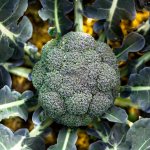 broccoli cabbage in open ground