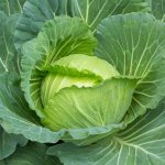 Cabbage Gloria f1