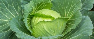 Cabbage Gloria f1