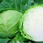 June cabbage