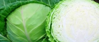 June cabbage