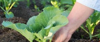 Cabbage-kohlrabi-Description-features-types-and-growing-kohlrabi-15