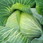 Cabbage Kupchikha – description of the variety, photos, reviews