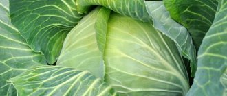 Cabbage Kupchikha – description of the variety, photos, reviews