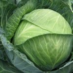 Cabbage Larsia (Larsia) F1: variety description, photos, reviews