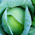Lennox cabbage