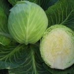 sugar cabbage description reviews