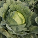 Cabbage variety Zimovka