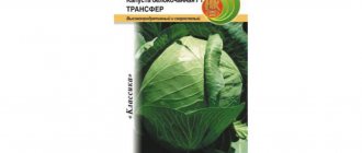 cabbage transfer