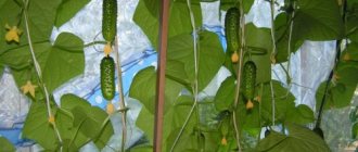 picture of cucumbers balcony miracle