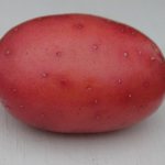 Potatoes Baltic Rose