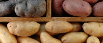 Картофель: как из многообразия сортов выбрать самый вкусный