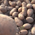 Kamensky potatoes