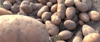 Kamensky potatoes