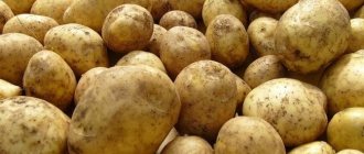 potato karatop