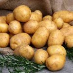 Potatoes Lada f1