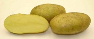 Potatoes Limonka – characteristics of the variety, reviews, taste