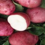 Potatoes Early Rose