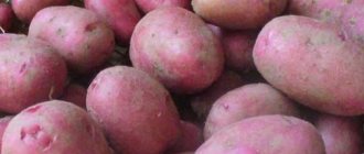 Rosara potatoes